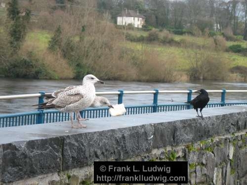 What are you looking at?, Crows, Gulls